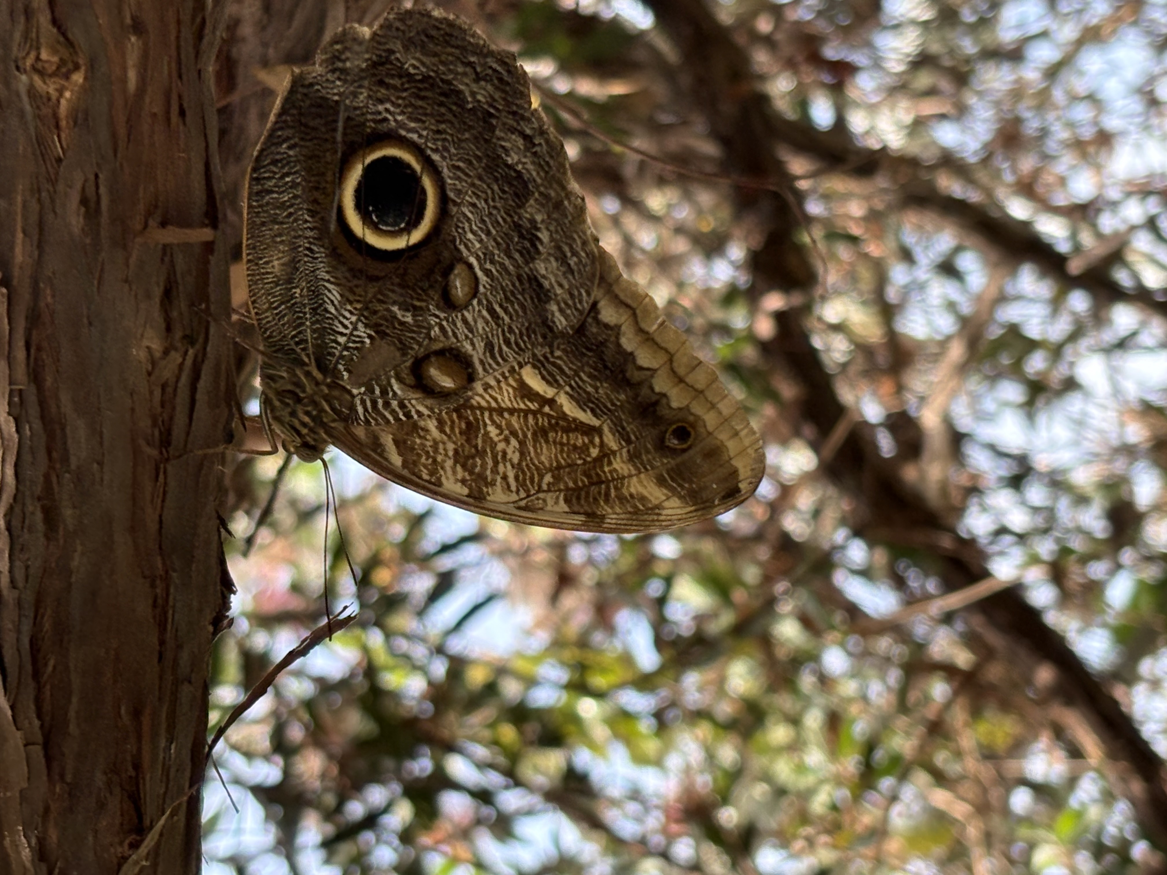 A-moth-hanging-upsidedown