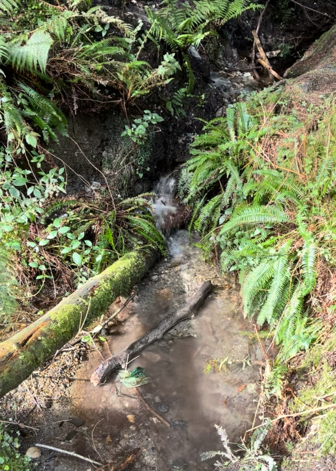 A really aesthetic creek